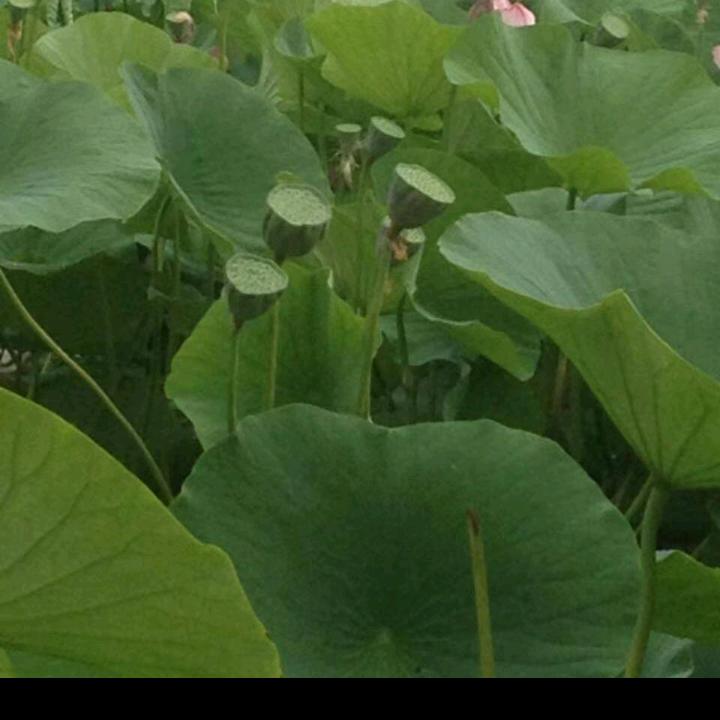 护花使者