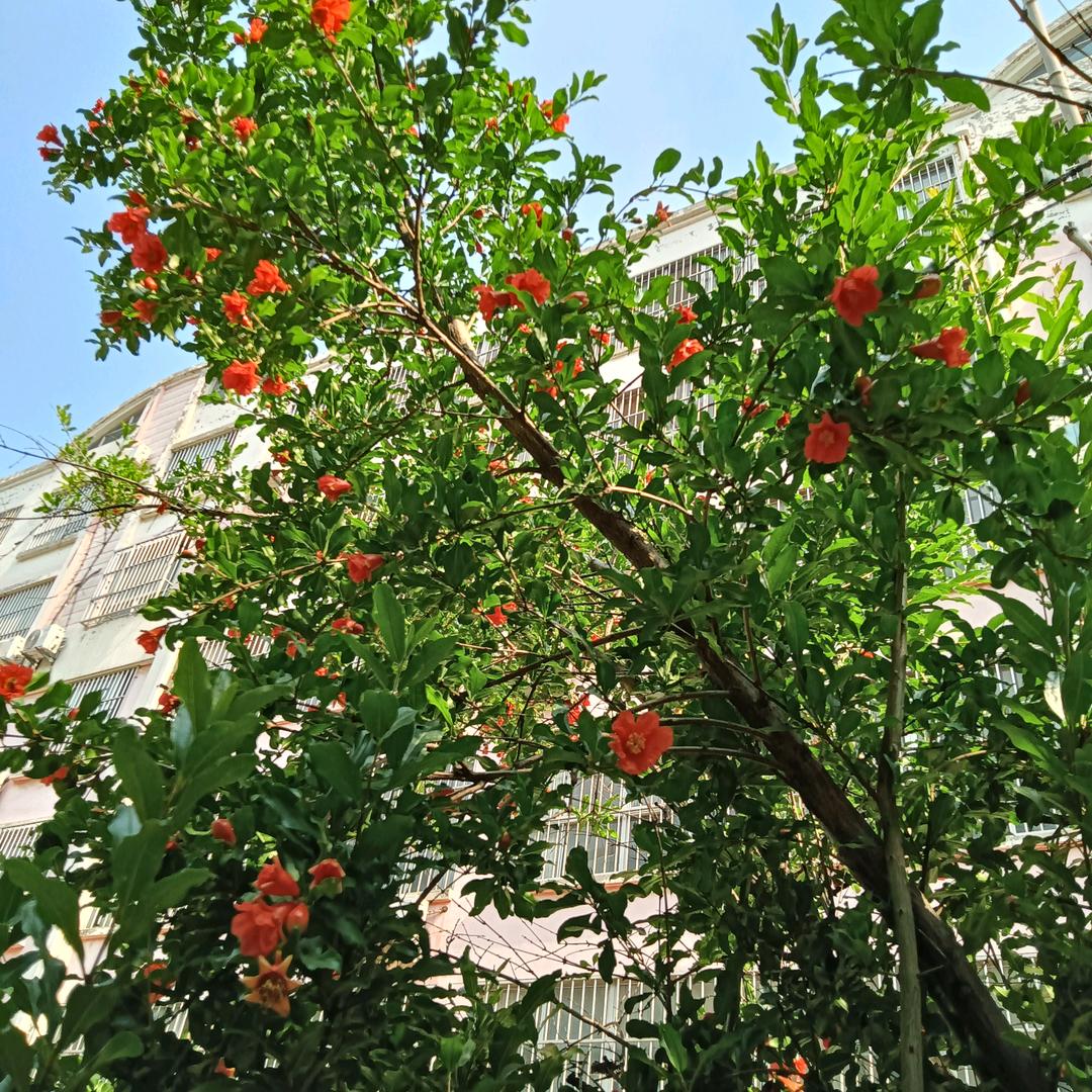 一朵莲花正在开