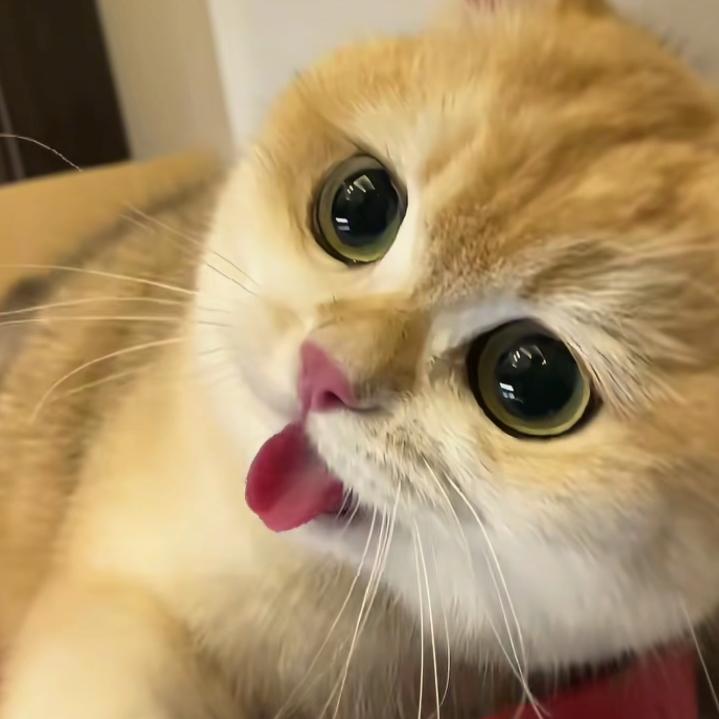 一条咸鱼🐟