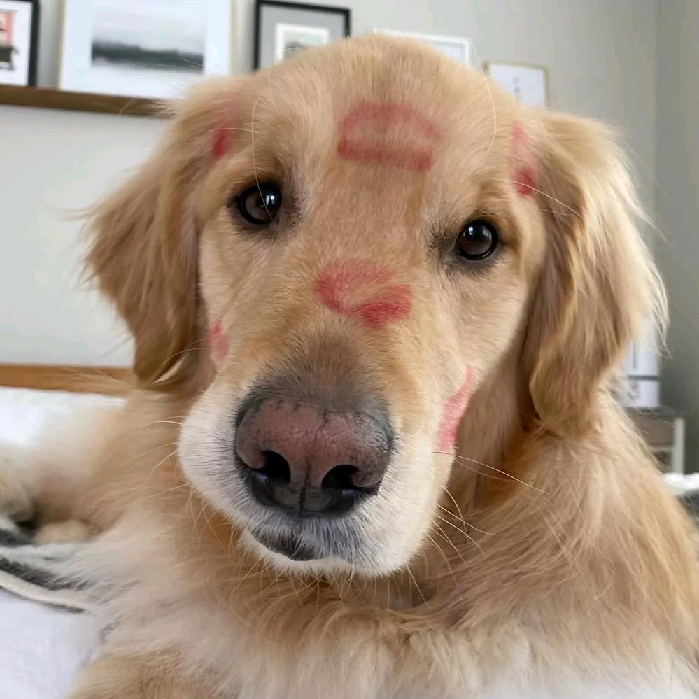 会飞的小杨🐑！