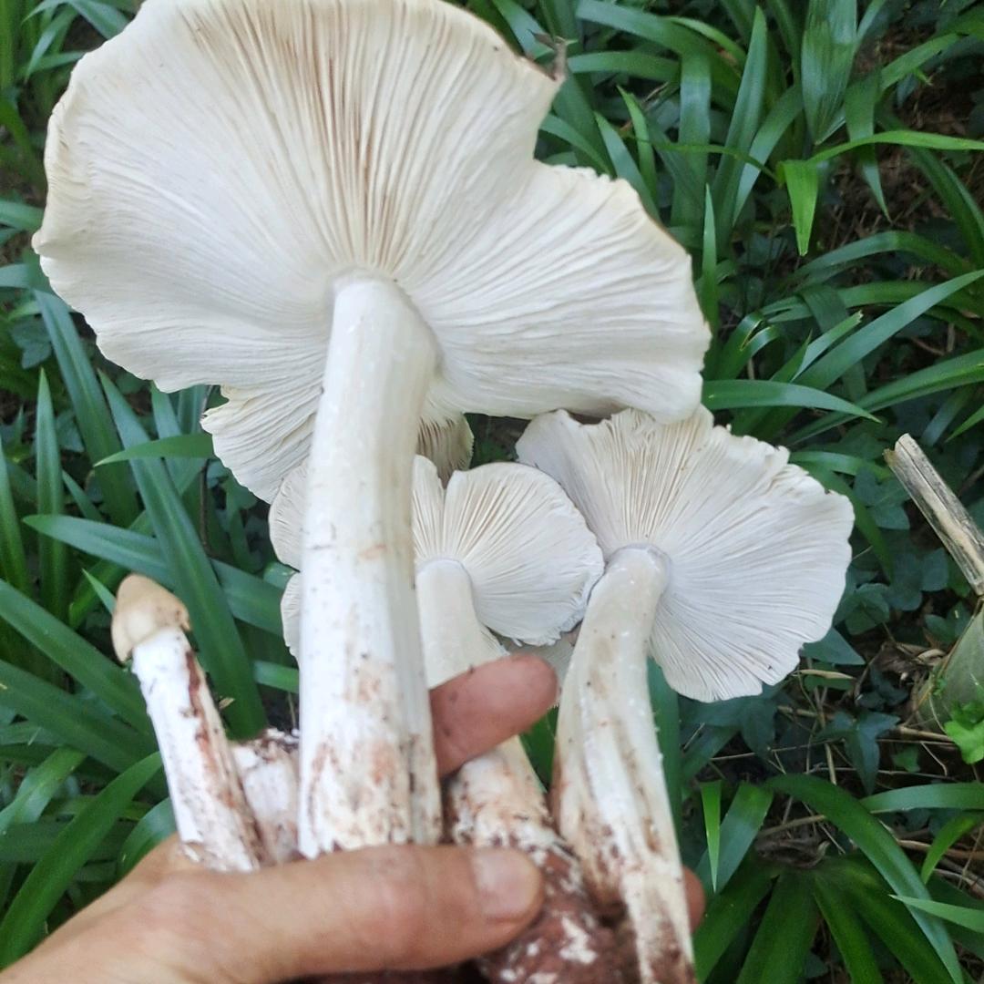 牛华溪野生菌食材店