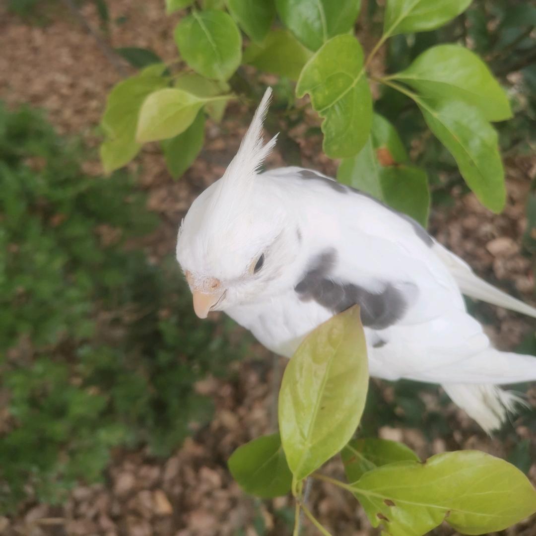 沐安宠物优品小铺