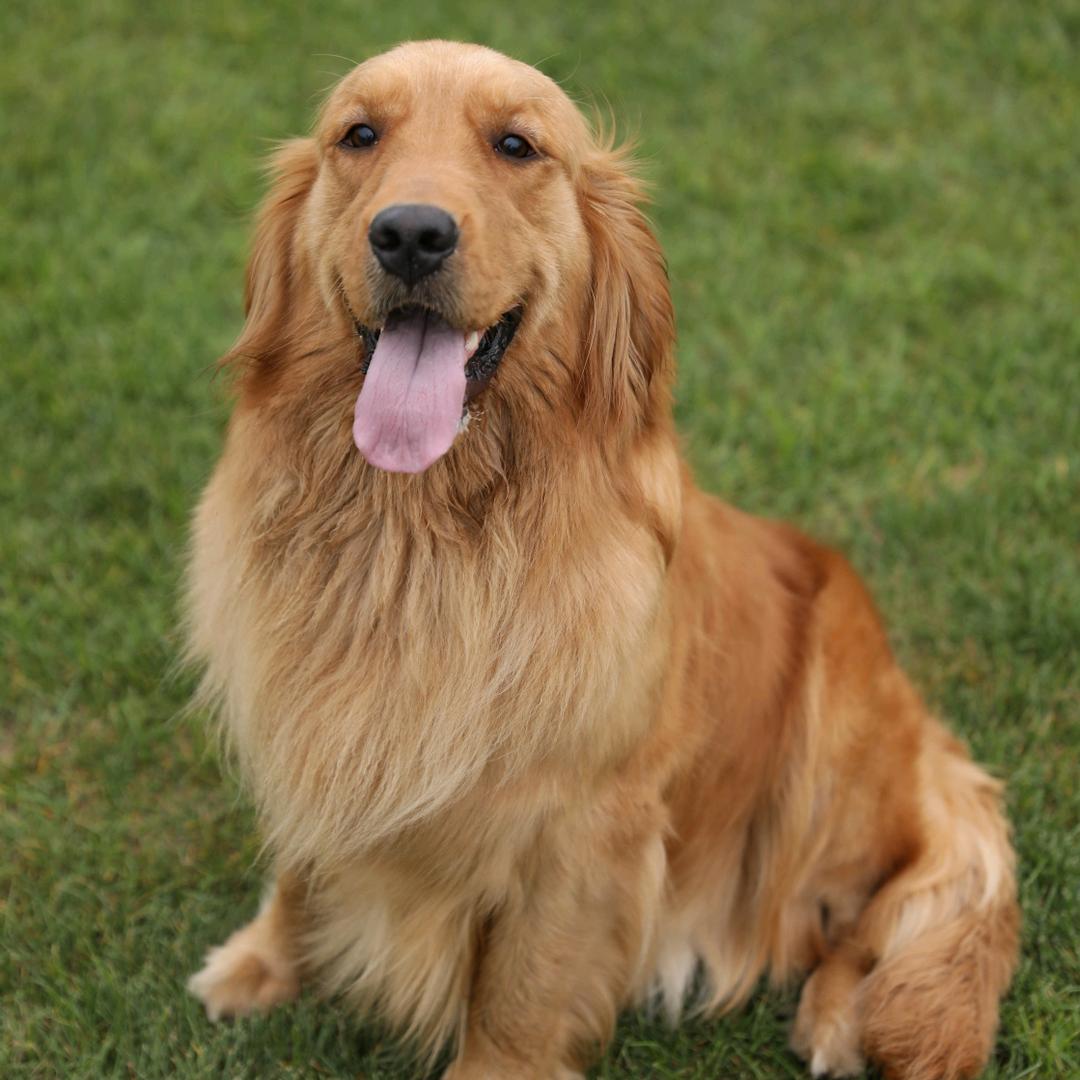 盈燚宠物用品商行