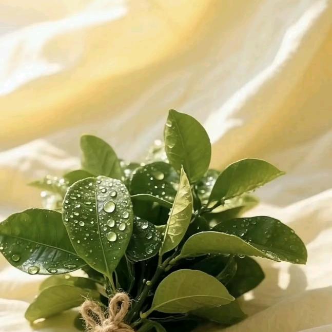 ღ🥀⃟自᭄渡ꦿꦁ࿐