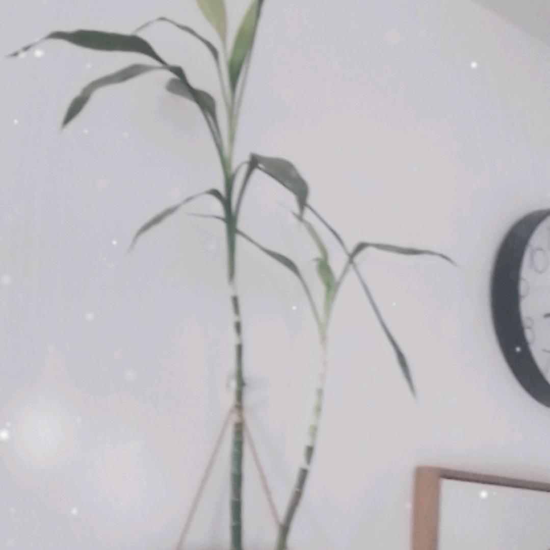静芝