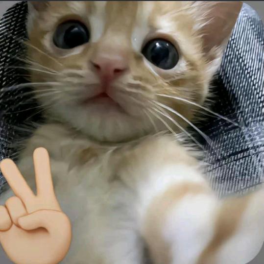 初余