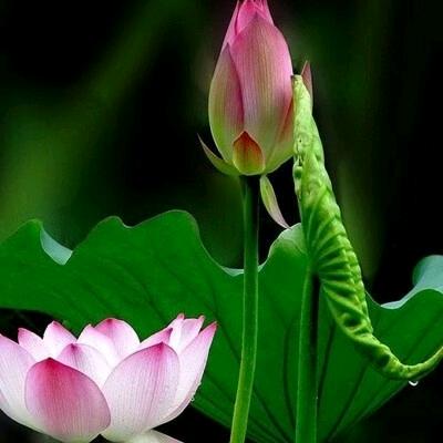 🌿懂得珍惜🍎