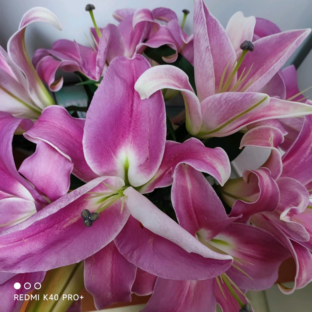 百合花《拒绝聊天》