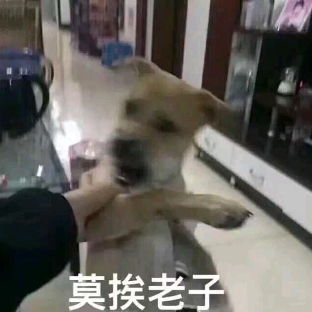 牛奶布丁巧克力