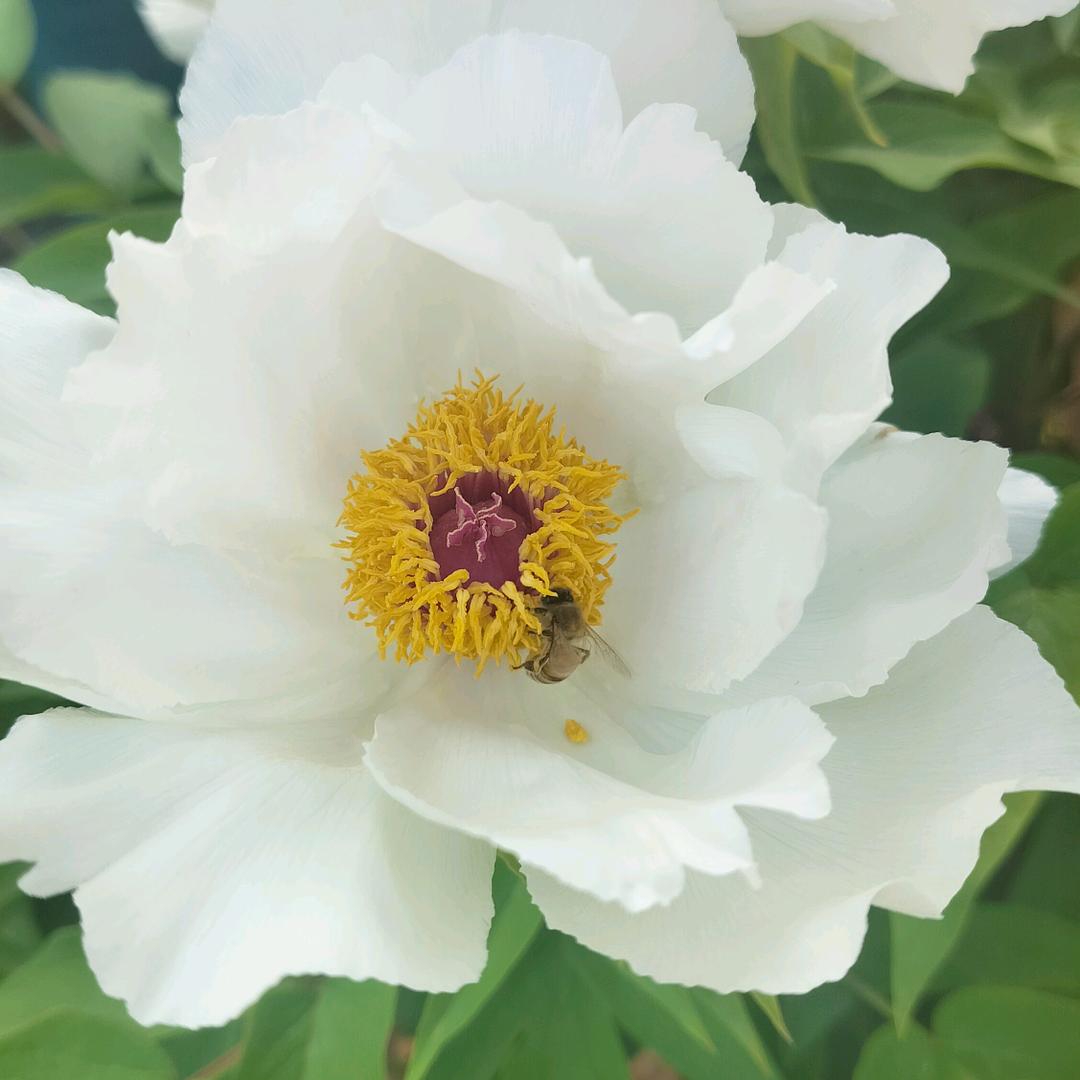 栀子花的夏天