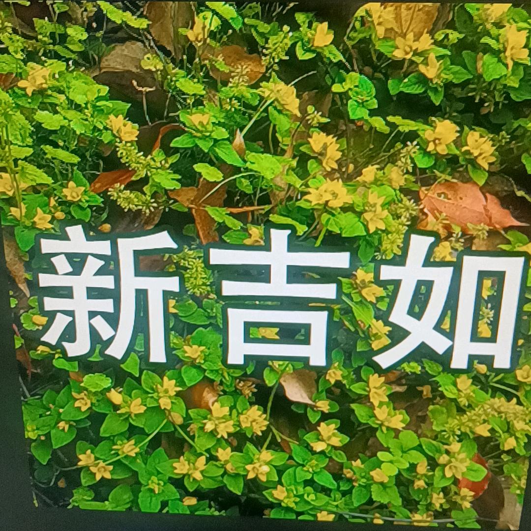 棱镜权LIli