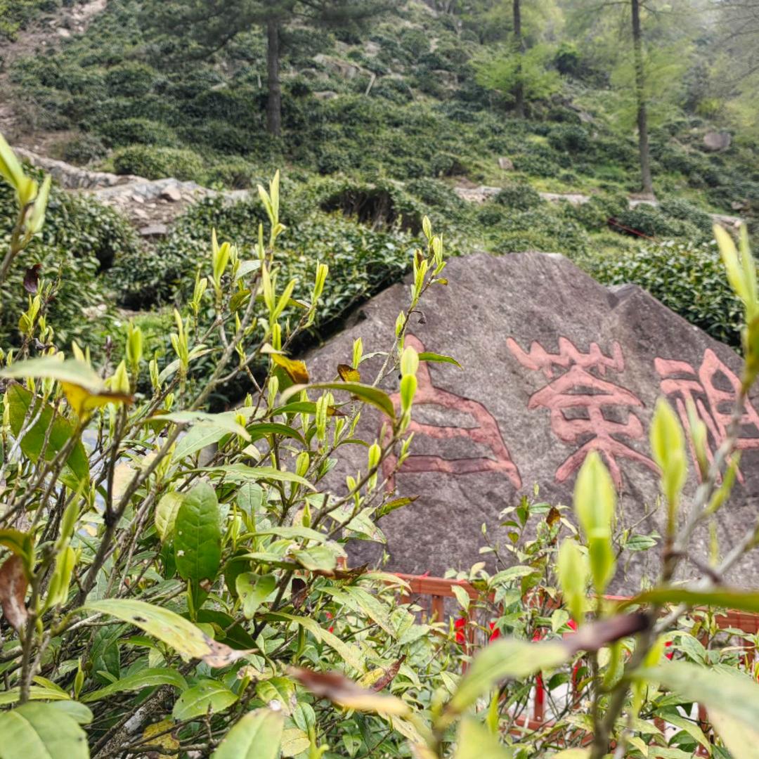 大溪山白茶：产自安吉白茶永久保护区