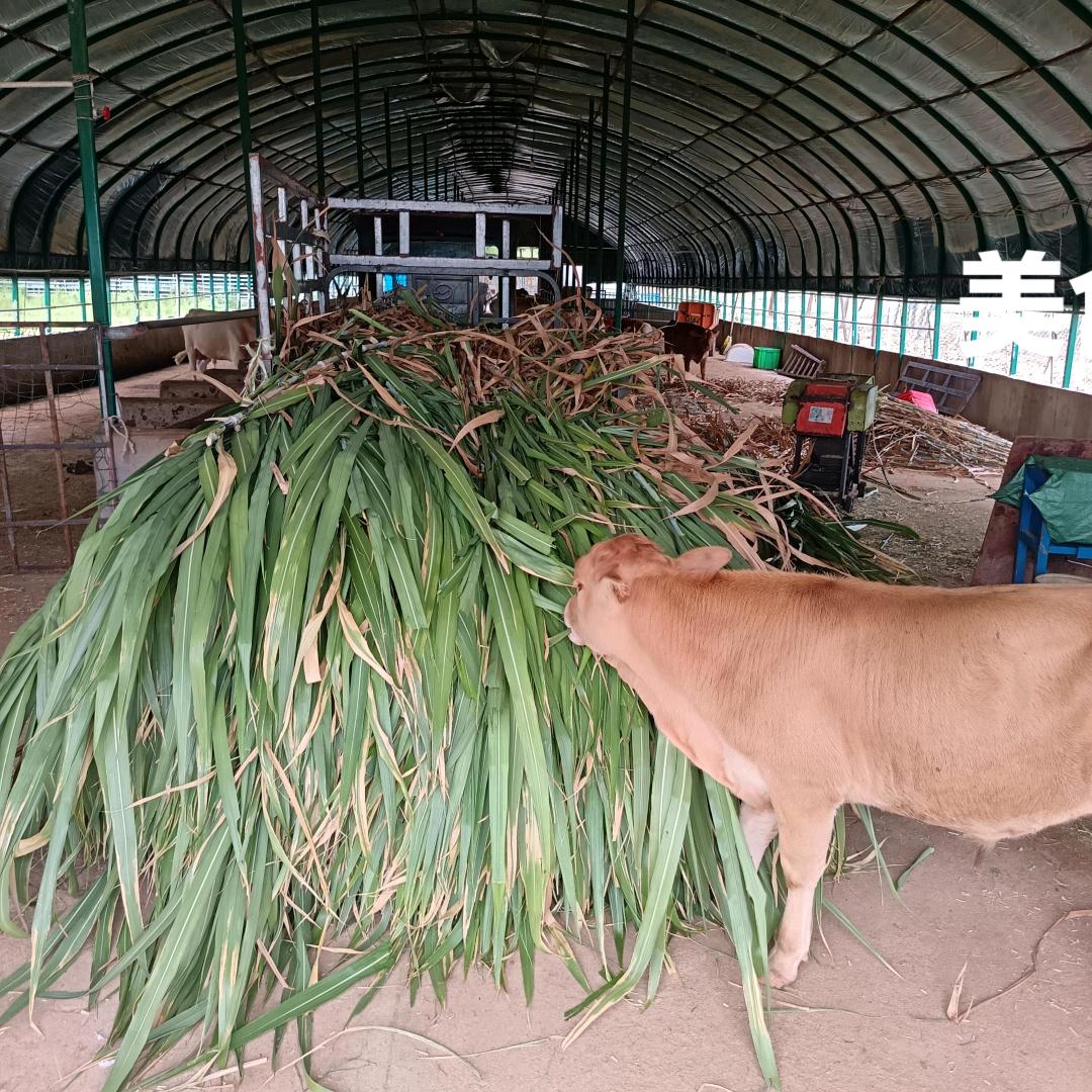 武汉忠哥乡村家庭农场