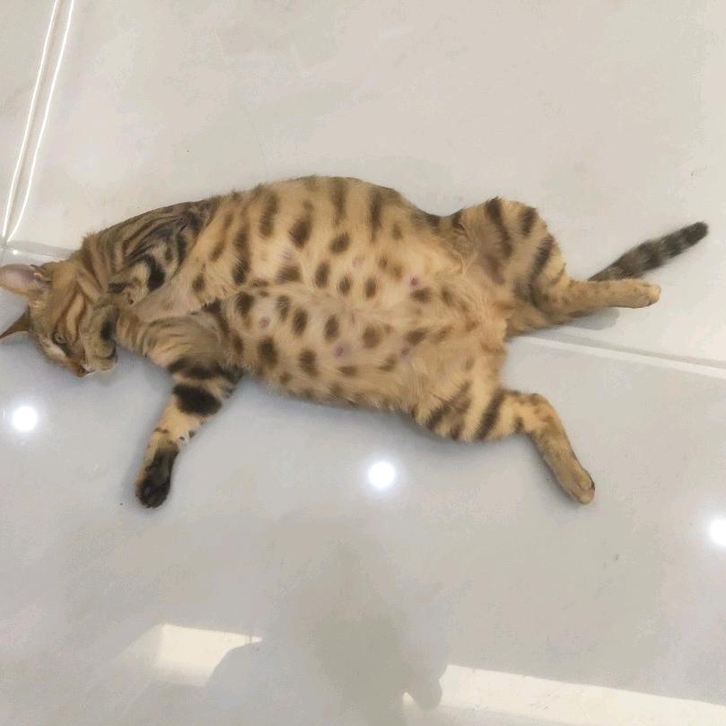 虎叽叽