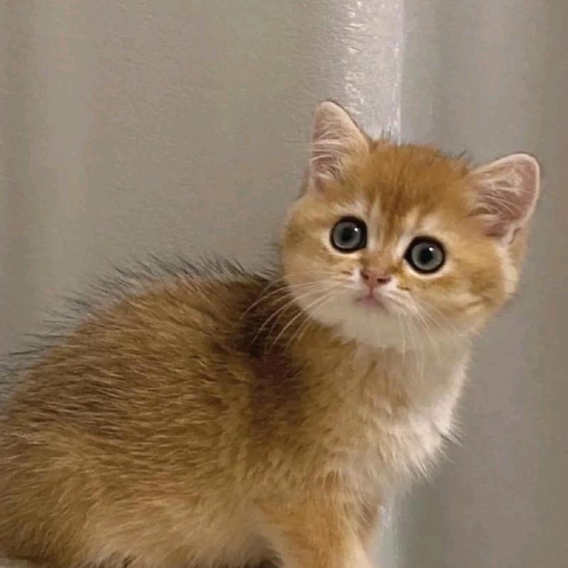 kimi