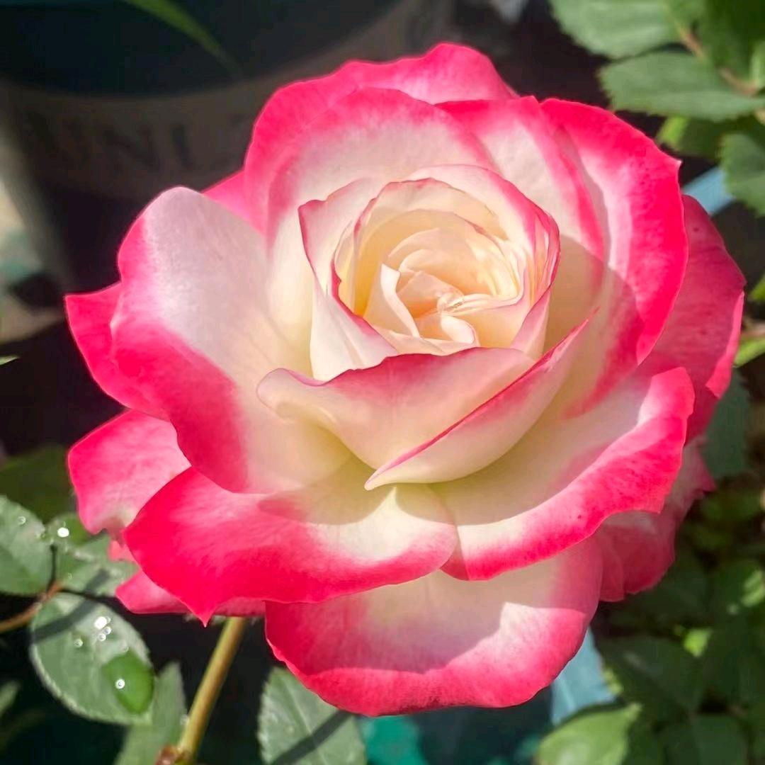 💞ঞᩚ᭄幸运ꕥ້໌ᮨ相随💕