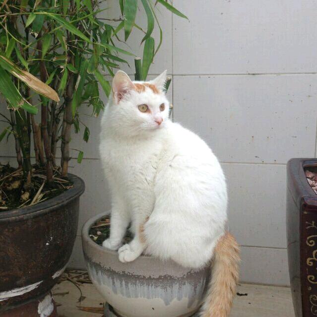 黑子