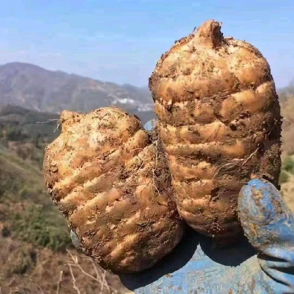 津姆龙缘滋补专卖店