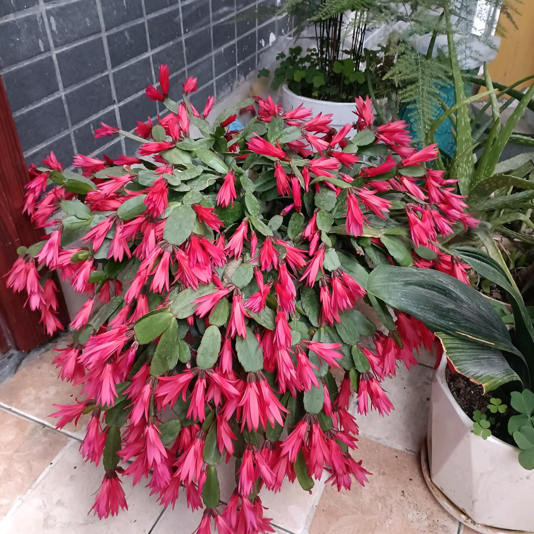 简艺佳居·收纳整理（恩施总店）