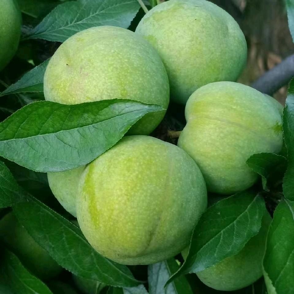 代收李子的阿康