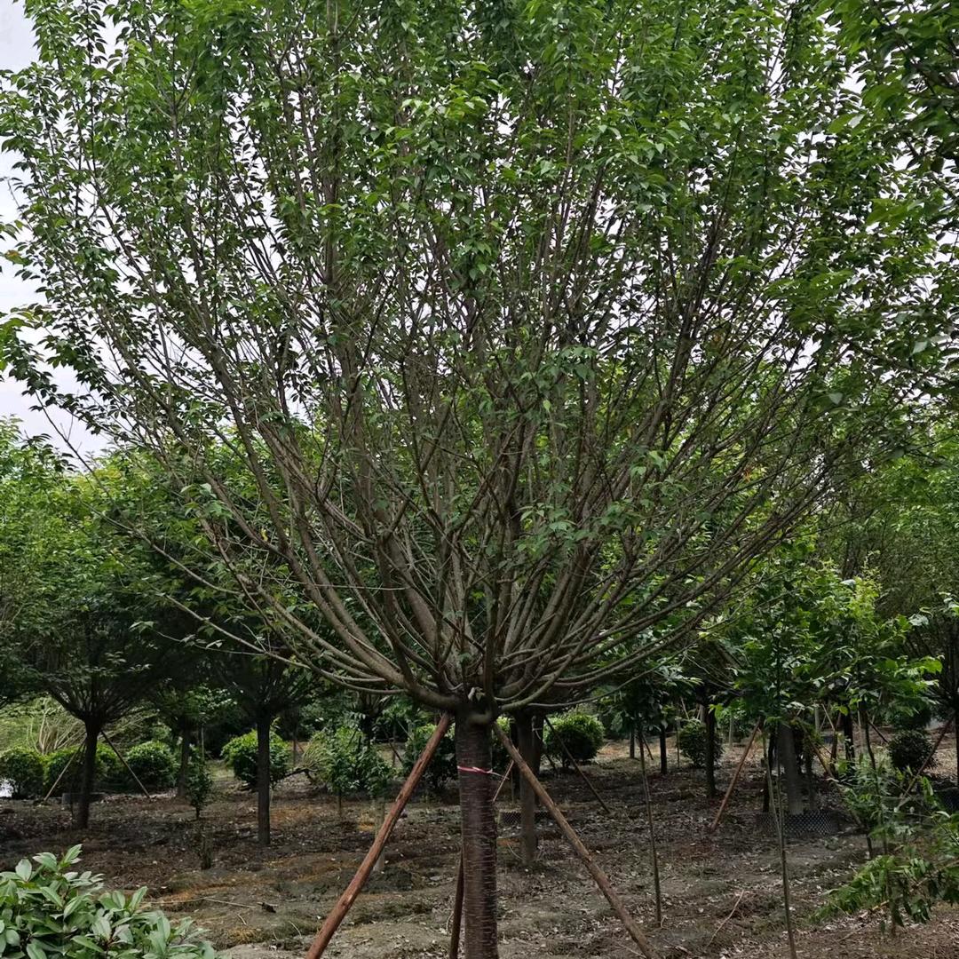 温江区紫荆林园艺场