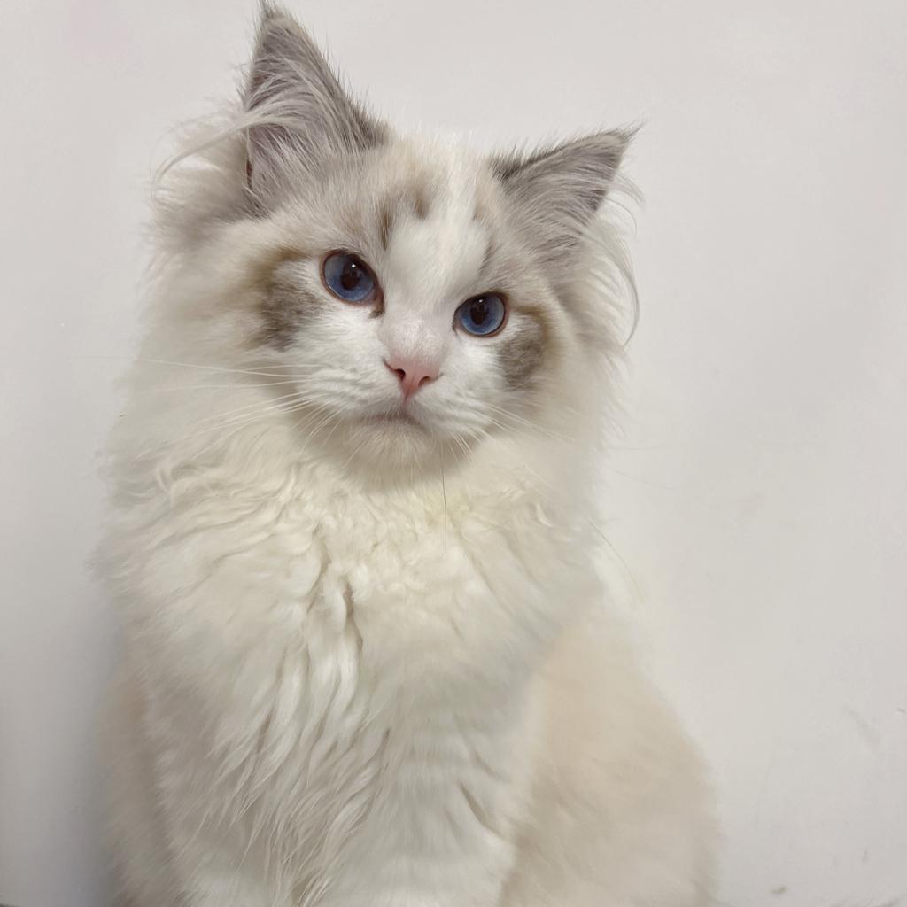 阿波（三角洲绿玩）