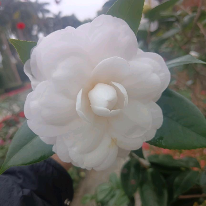 蓝瘦香菇