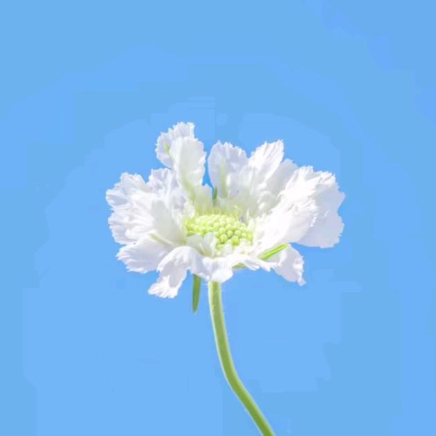 一个达不溜