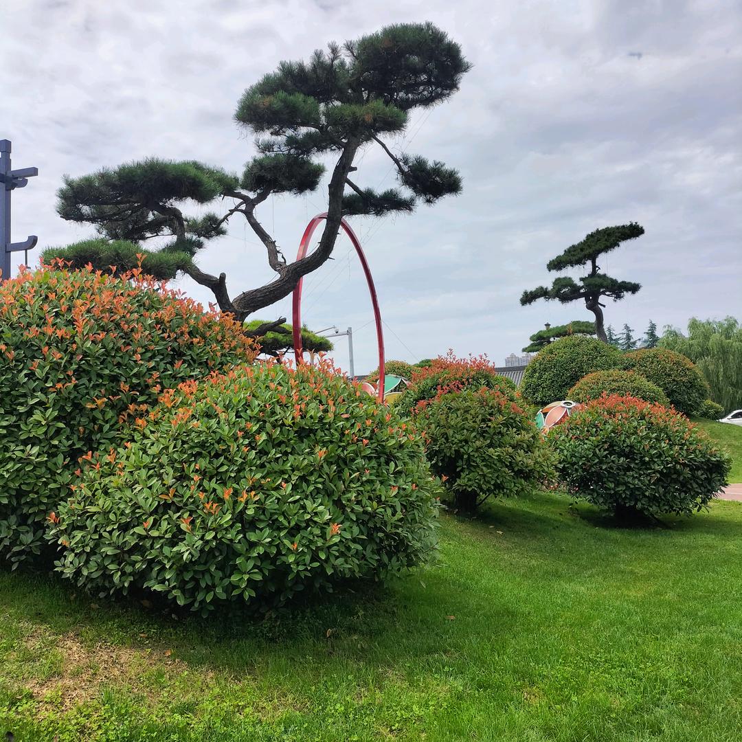 落花伊人