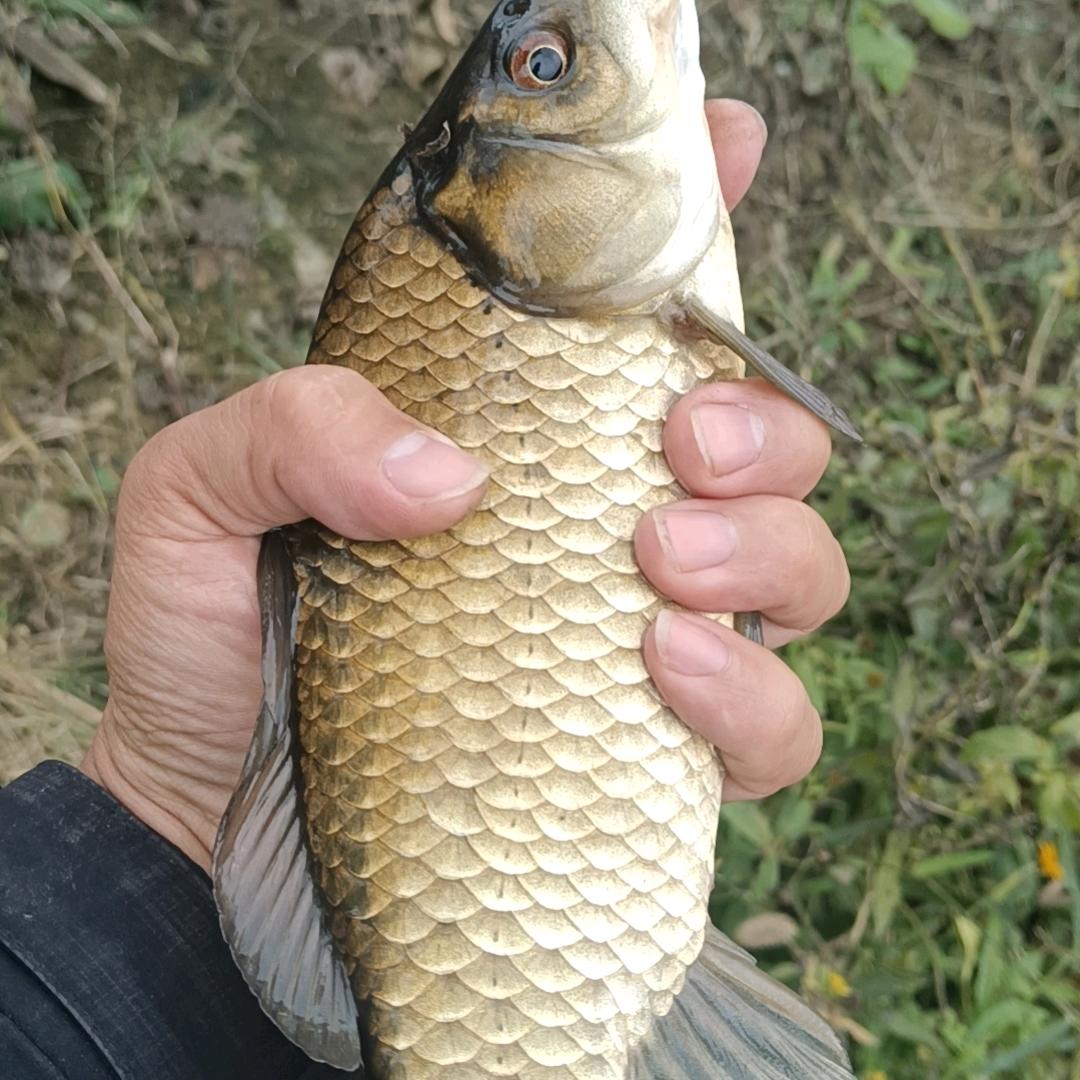@（伟哥）野钓大板鲫
