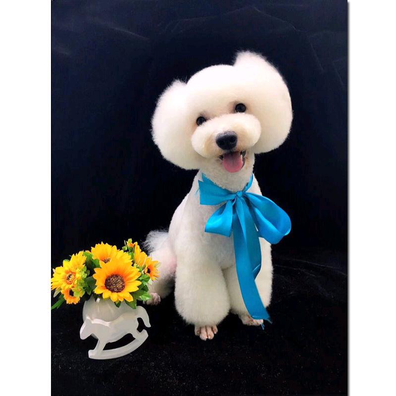 妞妞公主