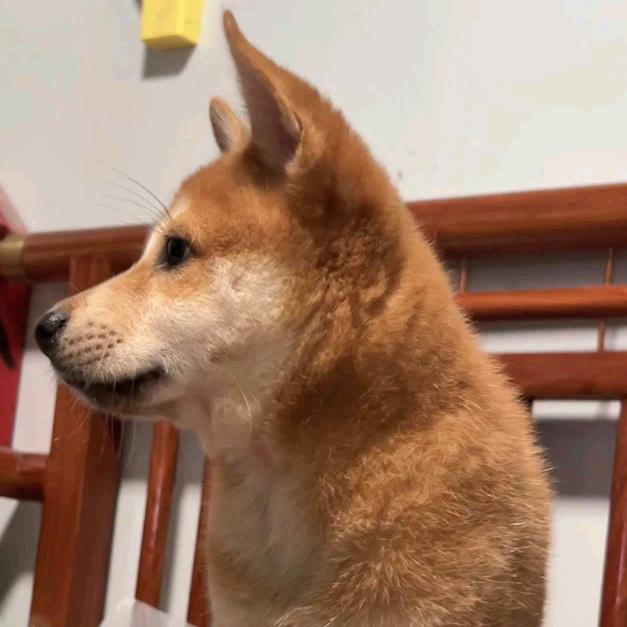 俊哥的团子/精品田园犬繁育头像