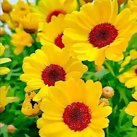 热爱生活的花花