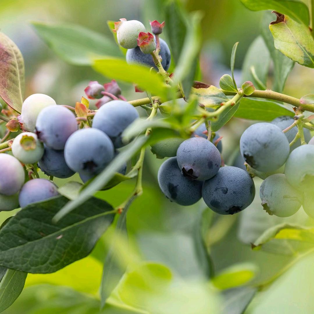 英（莓好庄园）