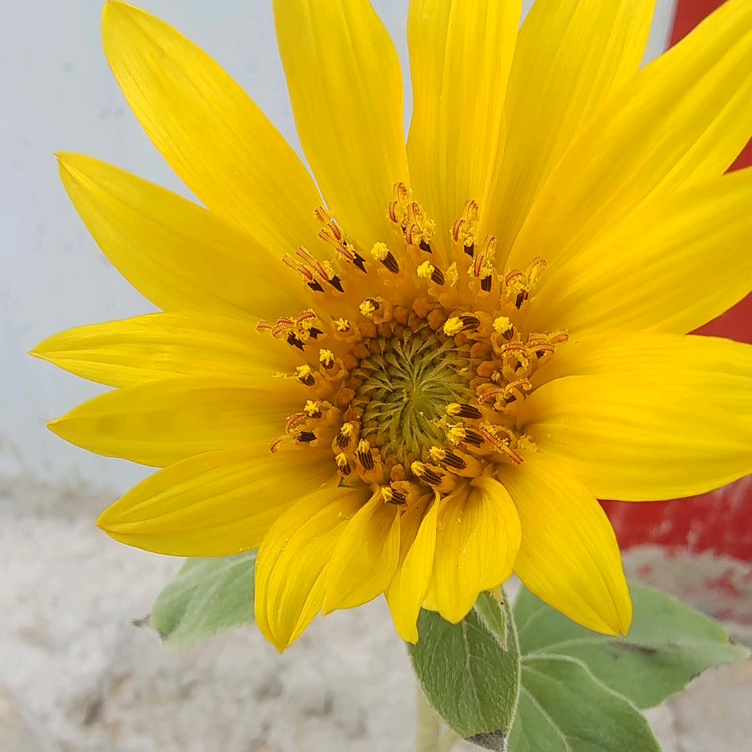 蝴蝶翩翩（拒绝聊天）