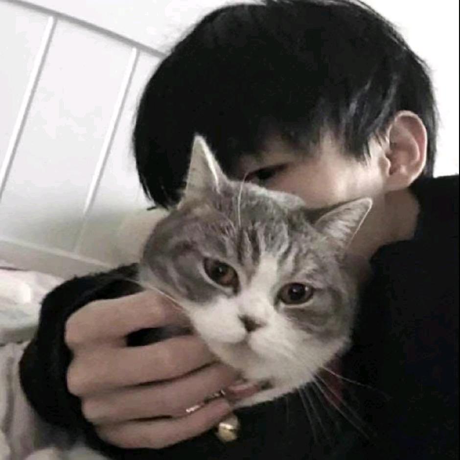 加肥猫
