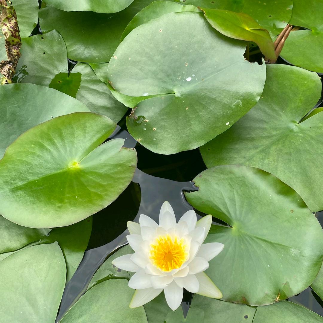 此号已注销