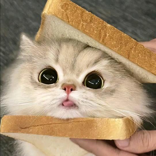 糖炒板栗