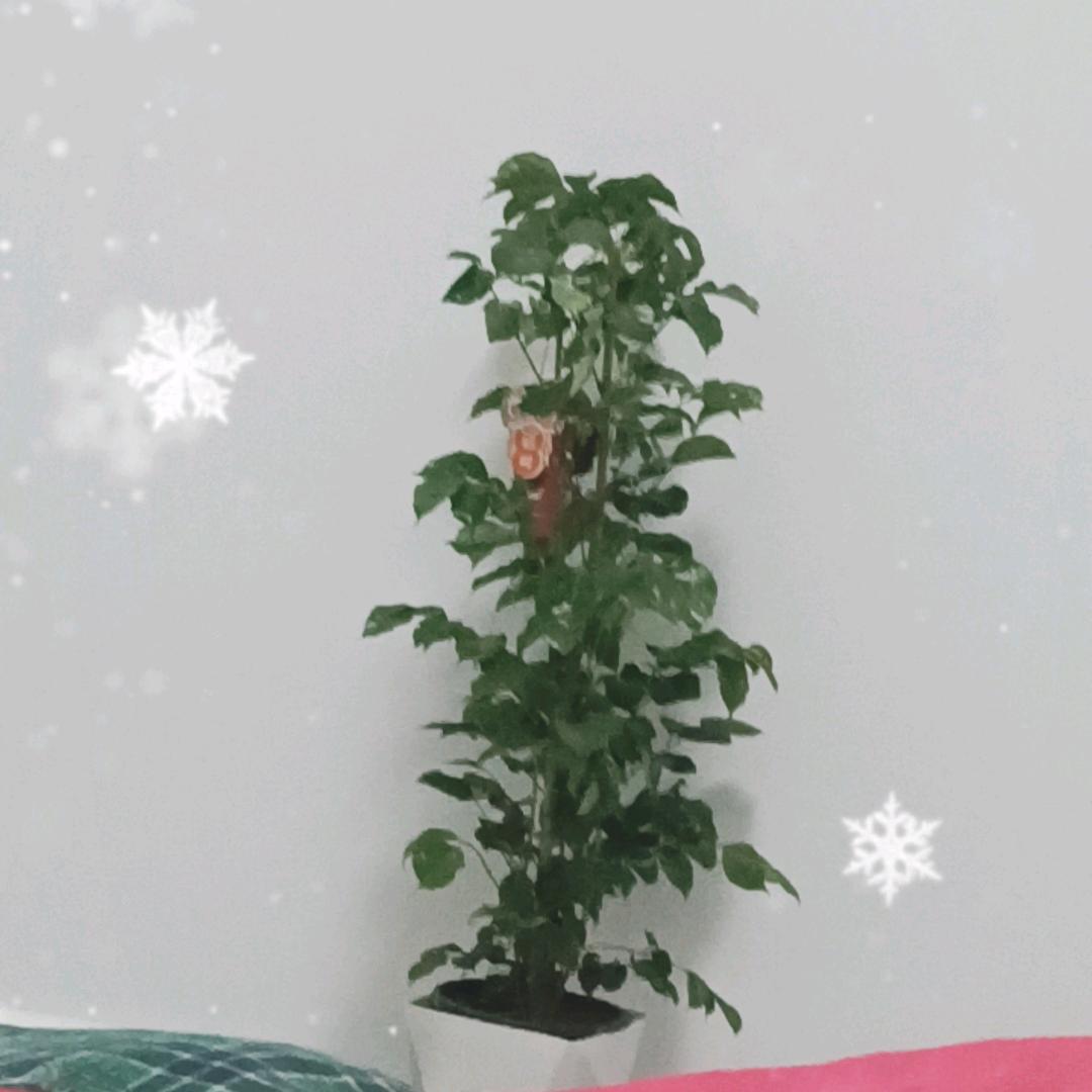 🏵️万象更新🏵️