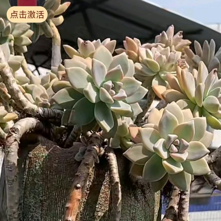 知足常乐