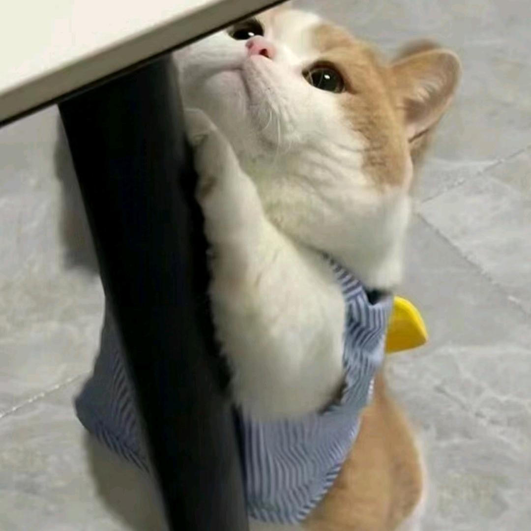米团儿