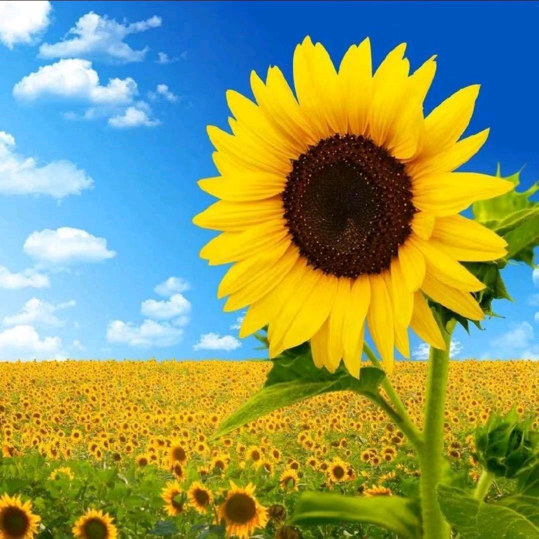 单身伤心小燕子