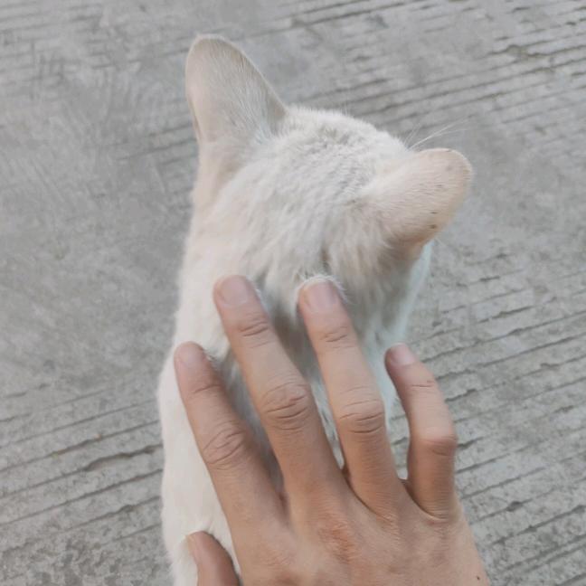 ﹉