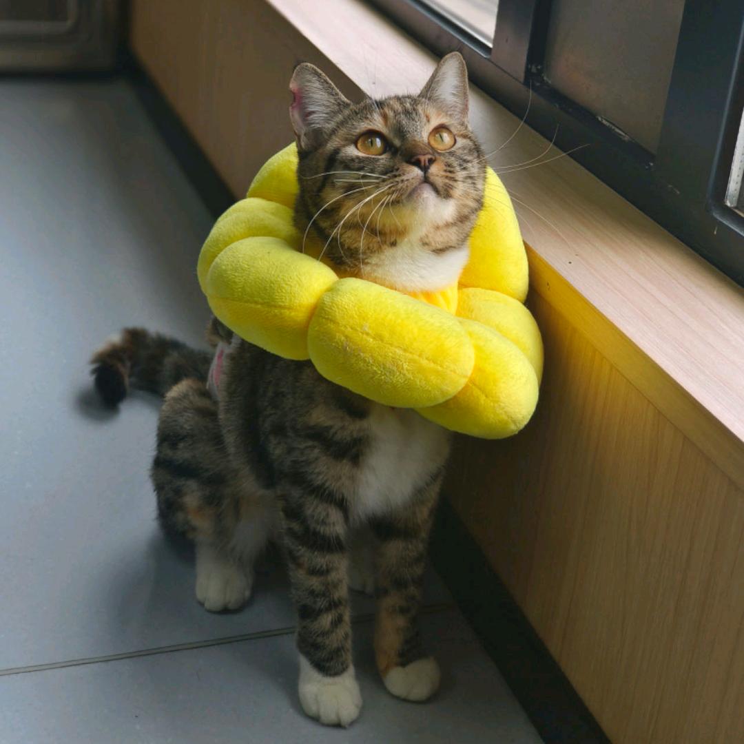 招财是只妈宝喵