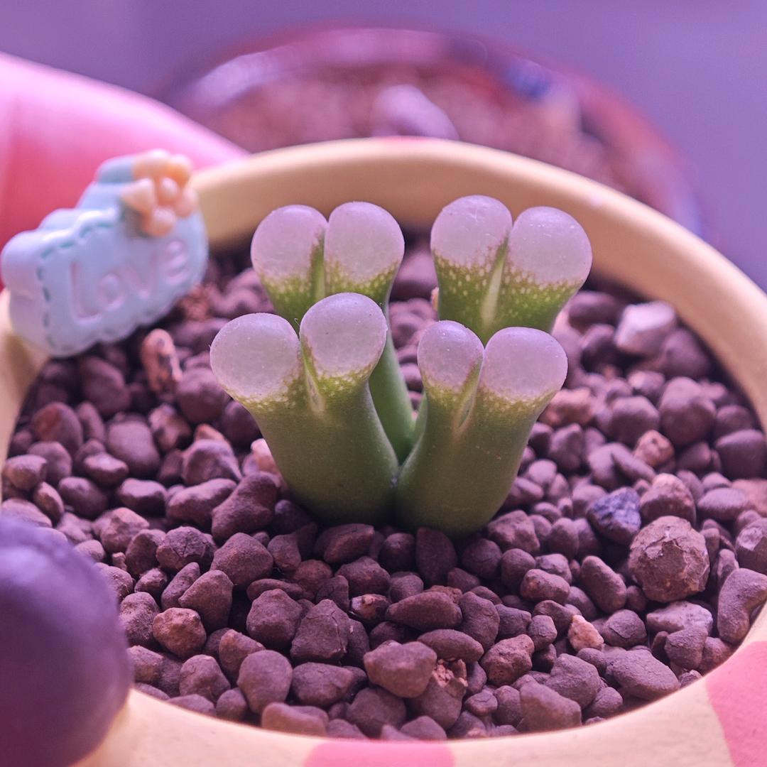 `肉´🌵有点多