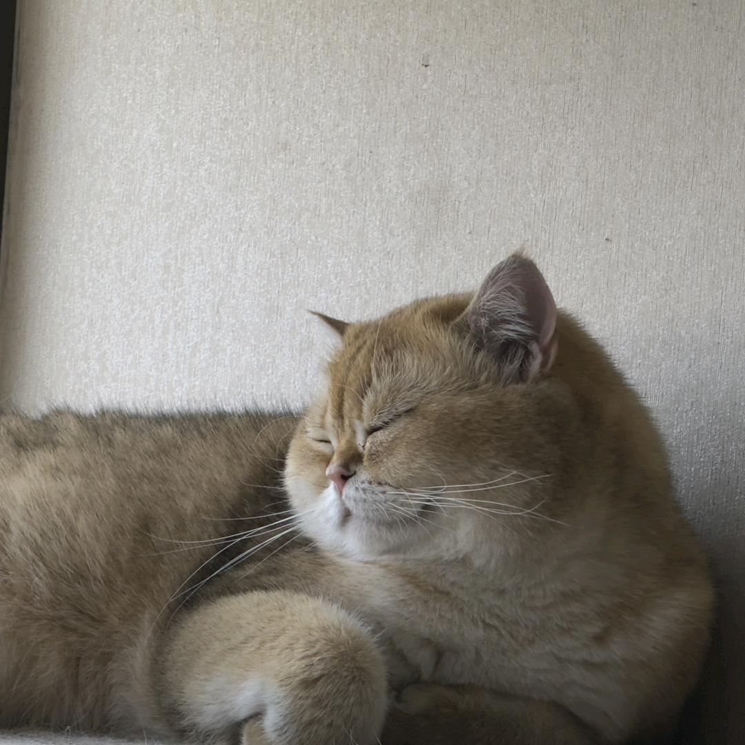 屿