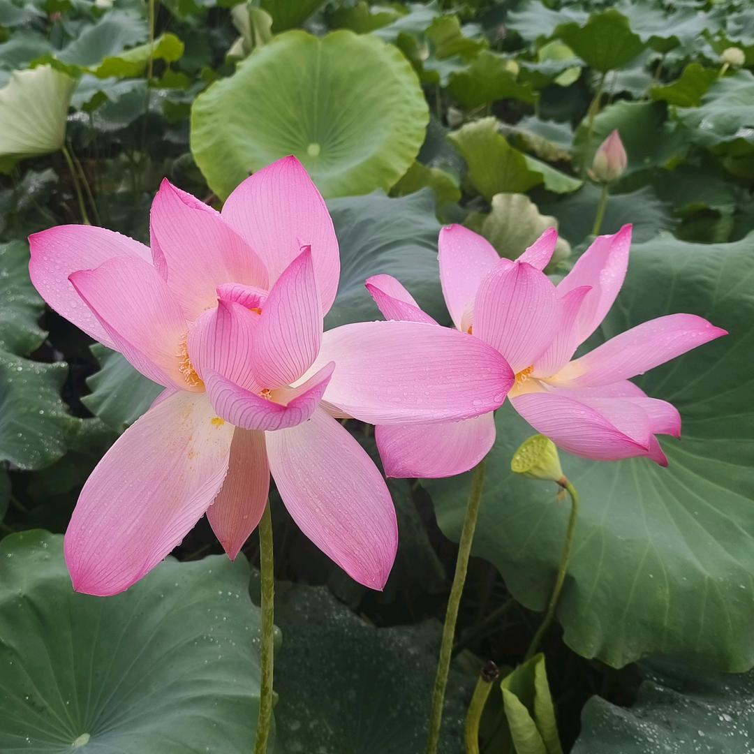 简单点~