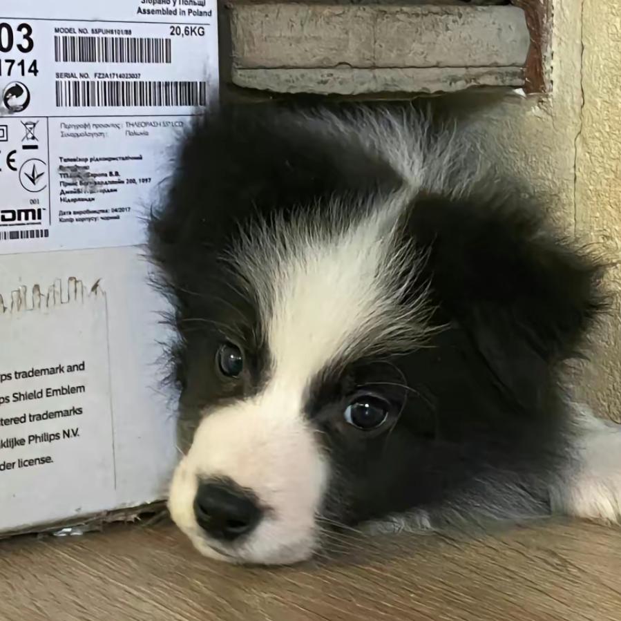 超级万万（逆水寒手游）