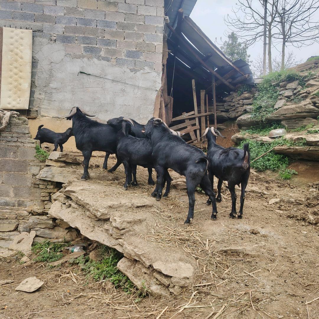 铜仁市碧江区！坝黄镇！黑山羊