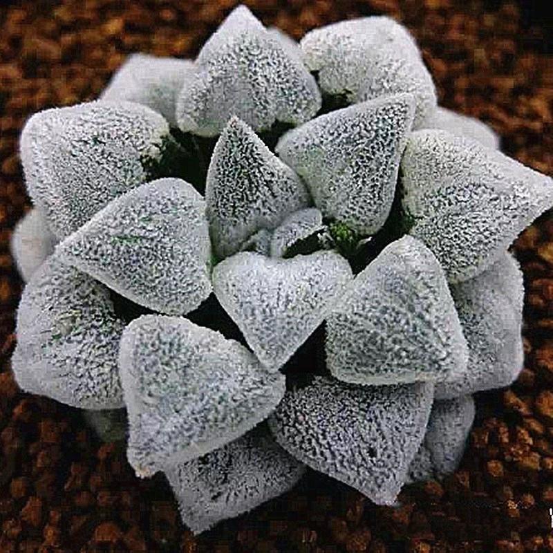 皖卉绿植专营店好物推荐